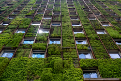 Wall of high-rise building covered with plants, reflection of sunlight in one of the windows