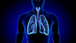3d illustration of human body organ (lungs anatomy).; Shutterstock ID 1398077858; purchase_order: Bynder Library; job: ; client: ; other: