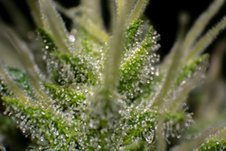 trichomes in the cannabis plant
Marihuana flower

