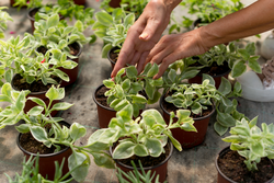 Female hands planting flowers