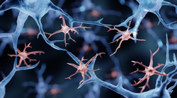 Microglia are immune cells in the brain, 3d illustration
