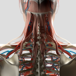 Human anatomy, neck and spine 3d illustration.