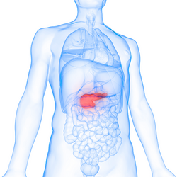 3D Illustration of Human Body Organs Anatomy (Pancreas)