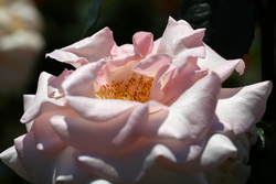 Pale cream pink rose flower head close up macro photography.