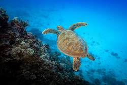Following a green sea turtle over the coral reef