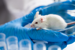 Close-up of laboratory black mouse on the glass tubes for animal test.