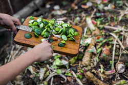 child's hands throwing out kitchen waste from the vintage cutting board to the garden compost heap for recycling and fertilizer 