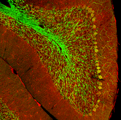 Cerebellar folium from a section of mouse brain, labelled with immunofluorescence and recorded with confocal laser scanning microscopy. Large Purkinje cells stand out.