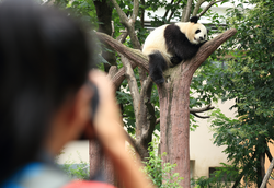 woman photographer taking photo of panda