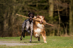 Two dogs running holding and sharing a stick