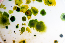 Colony Characteristics of Fungus and algae in petri dish for education.