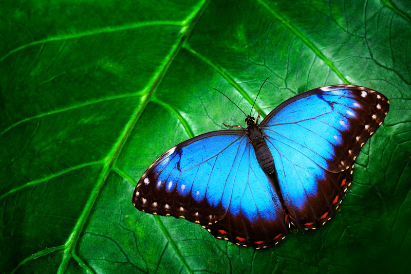 Frontiers in Insect Science