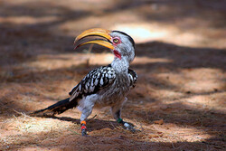 frontiers-in-ecology-and-evolution-hornbill-climate-crisis