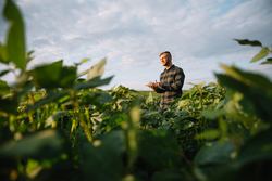 Agronomist inspecting soya bean crops growing in the farm field. Agriculture production concept. young agronomist examines soybean crop on field in summer. Farmer on soybean field