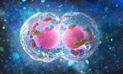 Biology concept. Cell division under the microscope. 3d illustration