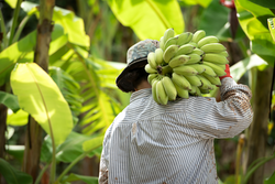 Local workers in the banana plantation, female farmers raise bananas on an organic farm, Thai Smile Farm.