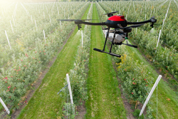 Drone sprayer flies over apple trees. Smart farming and precision agriculture