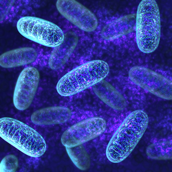 Mitochondria - microbiology 3d illustration