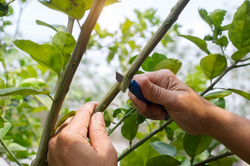 Close-up grafting site of fruit tree, plant grafting and plant care in the garden