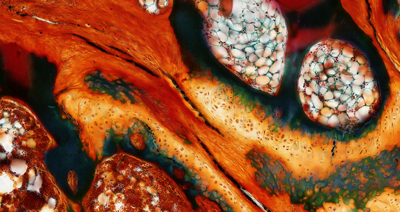 Frontiers in Biomaterials Science