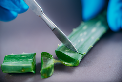 Pharmacist Cutting Aloe for Beauty Cream