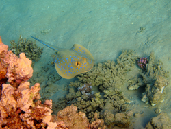 Tropical fish (Bluespotted ribbontail ray, Taeniura lymma) swimming on the coral reef. Snorkeling with animal in the ocean, underwater photography. Corals, marine life and sandy bottom.