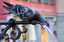 Pigeon drinking water on a hot summer day
