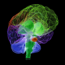 Creative concept of the human brain