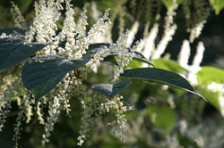 Japanese Knotweed fallopia japonica invasive species close up in bloom blossoms; Shutterstock ID 1501534514; purchase_order: Stock photo; job: ; client: ; other: