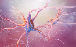 Neurons and nervous system. 3d render of nerve cells