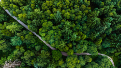 An aerial shot of a path between trees with green foliage in the forest on a summer day in Scotland