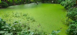 Water pollution due to extensive growth of hazardous small aquatic plant, algae and plankton cause eutrophication and unusable