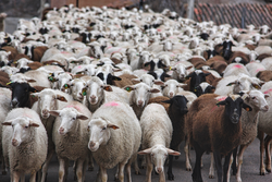 flock of sheep walking in the countryside
