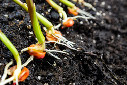 sprouts of corn soil with exposed roots emanating from grain