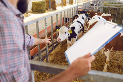 Male farmer monitors the breeding of calves on the farm and records the data about them. Farmer holds a tablet and points his finger at the calf. Dairy farming, animal care, veal production.