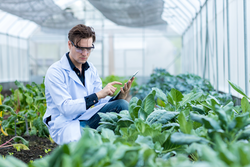 Scientist using Tablet. Scientist work at Vegetable Garden Lab site