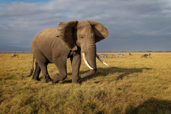 African Bush Elephant - Loxodonta africana lonely elephant walking in savannah of the Amboseli park under Kilimanjaro in the afternoon, dust bath, close up portrait.