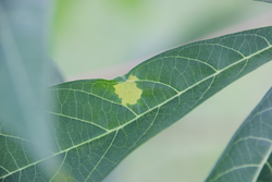 Cassava leaf diseases and pests (Manihot esculenta) planting in the field, abiotic stress.