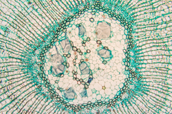 Meristem- plant tissue, contains undifferentiated cells. Textbook for the study of biology education school pupils. Methodology of the world of knowledge.