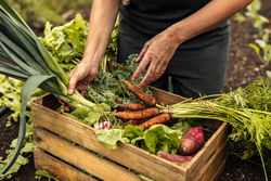 Vegetable farmer arranging freshly picked produce into a crate on an organic farm. Self-sustainable female farmer gathering a variety of fresh vegetables in her garden during harvest season.