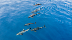 Pygmy killer whales photographed with drone