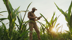 Agronomist farmer man using digital tablet computer in a young cornfield at sunset or sunrise