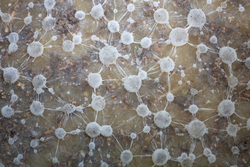 Fungal mycelium (Mycorrhizae) that provide symbiotic relationship between plants and fungi