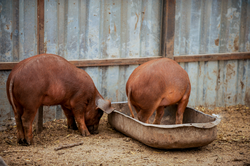 Meat breed of red pigs Duroc. Boars grazing outdoors in a dirty farm field.  Red Hogging swine. Concept growing organic food. Big hog