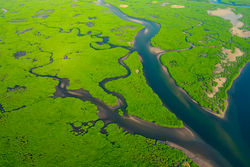 Aerial View of Green Mangrove Forest. Nature Landscape. Amazon River. Amazon Rainforest. South America.