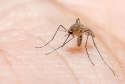 Mosquito Biting a Human Hand
