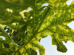 Papaya ringspot virus (PRV) on papaya leaves (Carica papaya) ; Tropical Plant disease