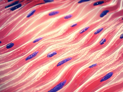 Myocytes are the the type of cells found in muscle tissue, Smooth muscle consists of spindle shaped cells with single nucleus, 3d illustration