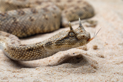 Cerastes cerastes snake commonly known as the Saharan Horned Viper or the Desert Horned Viper.