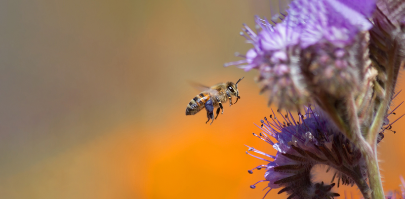 Frontiers in Bee Science